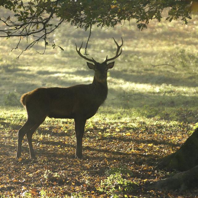parc, animalier, animaux, zoo, cerf, forêt, roumare