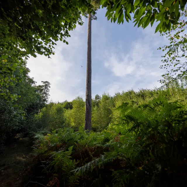 Canteleu Détails Forêt Nature végétation arbre faune flore Normandie