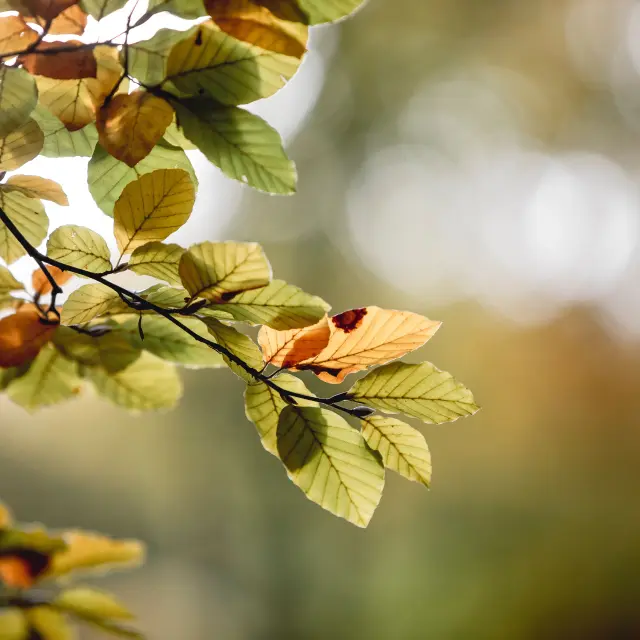 Canteleu Forêt Détails Nature végétation arbre faune flore Normandie