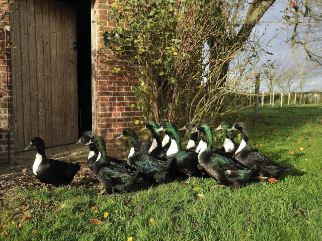 Canard à la Rouennaise Spécialité Rouen Sang Canard Gastronomie Elevage Savoir Faire Manger Restaurant