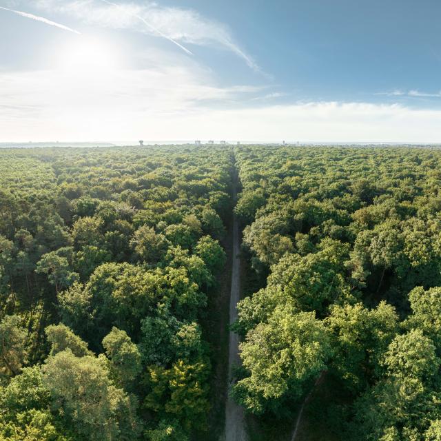Canteleu Panorama Forêt Nature végétation arbre faune flore Normandie vue drone