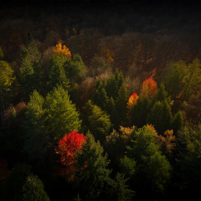 Val De La Haye Arborétum Forêt Nature végétation arbre faune flore Normandie