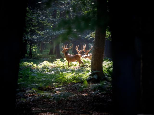 Tierpark von Roumare, in Val De La Haye