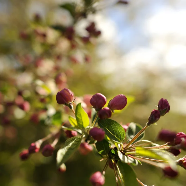 route des fruits,  arbre, nature, normandie,  environnement, fleur,