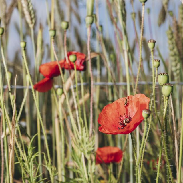 praire patrimoine nature végétation plante fleur forêt Bardouville
