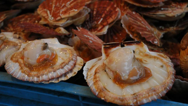 Gastronomie Cuisine Coquille Saint-Jacques Recettes Normandes Rouen Normandie Produits de la mer Restaurant