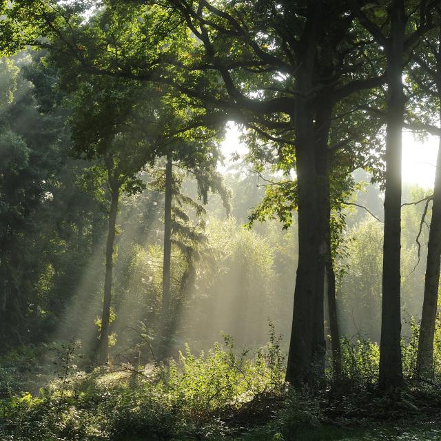 Forêt 1