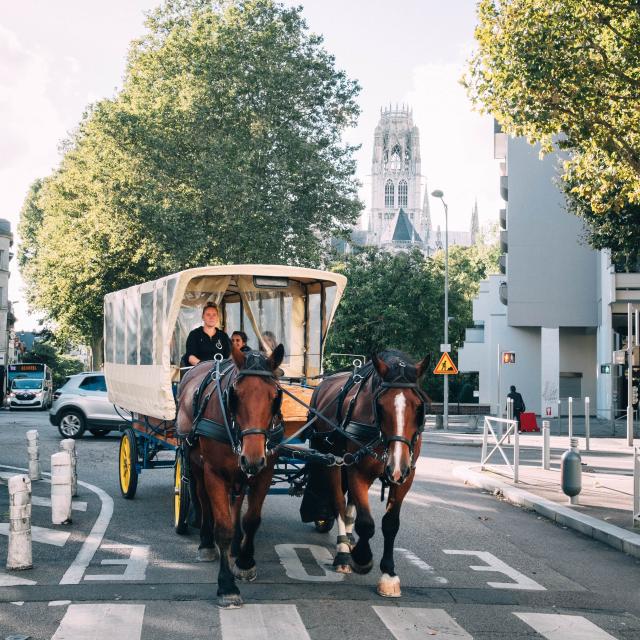 Cheval en Seine